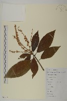 江南山柳藏品圖，第1張