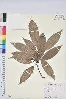 青剛櫟、鐵椆藏品圖，第1張