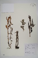 小花倒提壺藏品圖，第1張