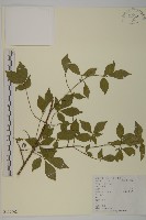 衛矛藏品圖，第1張