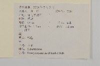 衛矛藏品圖，第2張