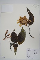 青榨槭藏品圖，第1張