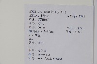 青榨槭藏品圖，第2張