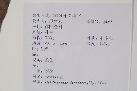 樹參藏品圖，第2張