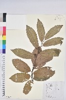 茅栗藏品圖，第1張