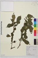 薄葉鼠李藏品圖，第1張