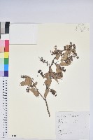 小果南燭藏品圖，第1張