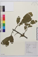 凍綠藏品圖，第1張