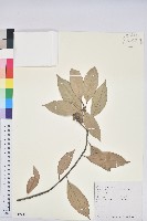 金毛石櫟藏品圖，第1張