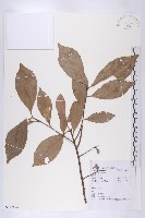 華杜英藏品圖，第1張