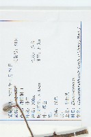 華杜英藏品圖，第2張