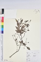 米飯花藏品圖，第1張