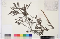 登錄號:S112510藏品圖，第1張