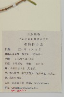 霞草、歐石頭花藏品圖，第2張