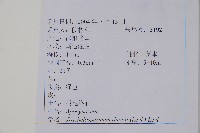 銹毛絡石藏品圖，第2張