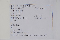 南酸棗藏品圖，第2張