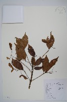 紅翅槭藏品圖，第1張