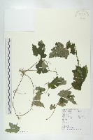 括樓藏品圖，第1張