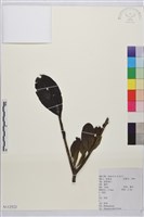 凍綠藏品圖，第1張