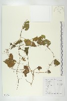 大苞赤瓟藏品圖，第1張