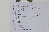 五裂槭藏品圖，第2張