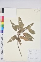 粗糠柴藏品圖，第1張