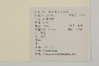 西南衛矛藏品圖，第2張