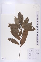 杜英藏品圖，第1張