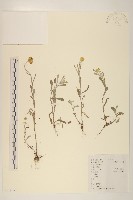 鼠麴草藏品圖，第1張