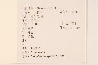 鼠麴草藏品圖，第2張