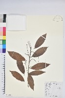 黃背越橘藏品圖，第1張