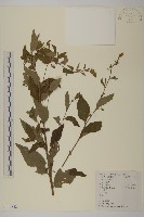 珍珠蒿、奇蒿藏品圖，第1張