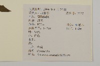 珍珠蒿、奇蒿藏品圖，第2張