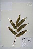 小花八角楓藏品圖，第1張