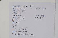 小花八角楓藏品圖，第2張