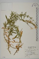 常綠莢迷藏品圖，第1張