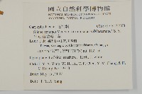 常綠莢迷藏品圖，第2張