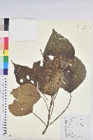 小果野桐藏品圖，第1張