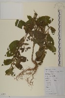 天名精藏品圖，第1張