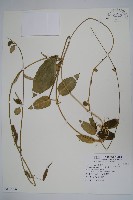 鷗蔓藏品圖，第1張