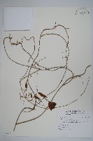 通天蓮藏品圖，第1張