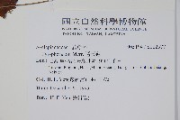 通天蓮藏品圖，第2張