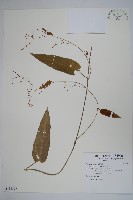 通天蓮藏品圖，第1張