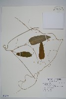 通天蓮藏品圖，第1張