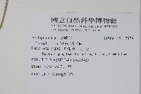 通天蓮藏品圖，第2張