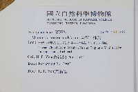 臺灣牛嬭菜藏品圖，第2張