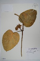 臺灣牛嬭菜藏品圖，第1張