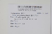 臺灣牛嬭菜藏品圖，第2張