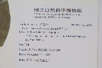 布朗藤藏品圖，第2張