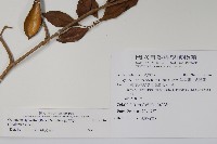 武靴藤藏品圖，第2張